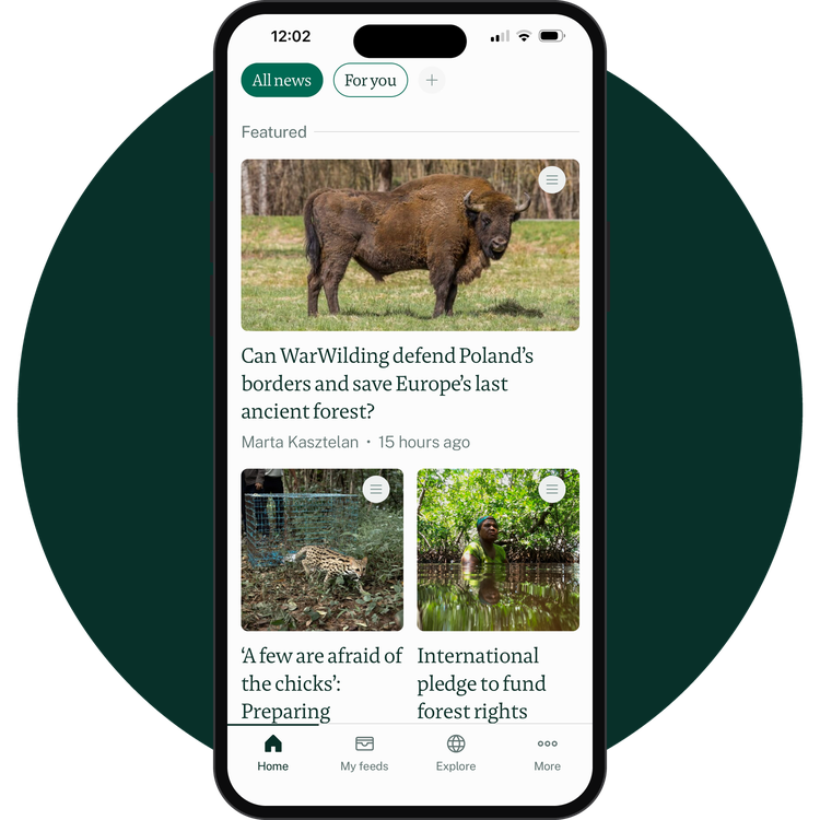 A smartphone screen displaying the Mongabay app with articles about wildlife conservation and forest rights, featuring images of a bison and nature scenes.